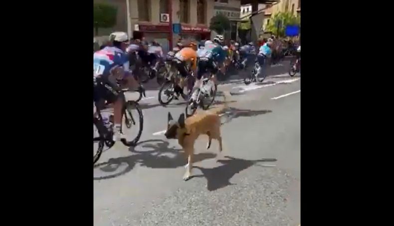 Dono do cão que provocou um susto na Volta a Espanha multado em 2500 euros