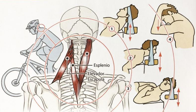 Se sentes dor ou desconforto cervical quando andas de bicicleta faz estes exercícios
