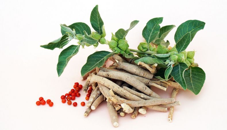 Para que serve a ashwagandha e porque é tão amplamente consumida?